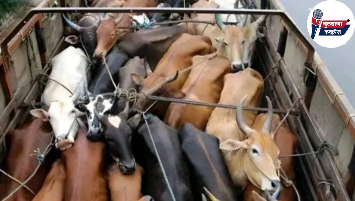 चिखली बायपासजवळ २१ गुरांची अमानुष वाहतूक; दोघांवर गुन्हा दाखल