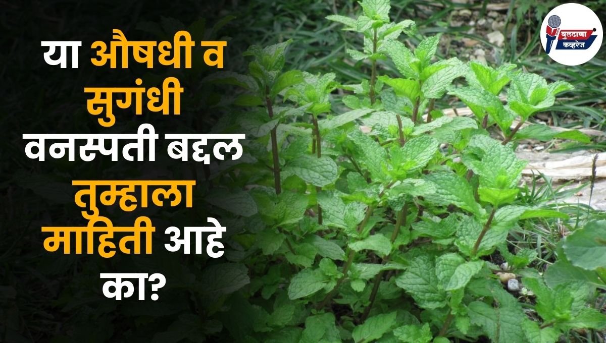 या औषधी व सुगंधी वनस्पती बद्दल तुम्हाला माहिती आहे का? लागवडीसाठी मिळणार 50 हजार ते 1.5 लाखांचे अनुदान!