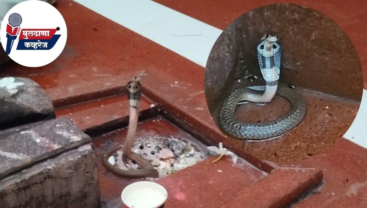 भरोसा येथील शिवमंदिरात पिंडीवर झाले नागाचे दर्शन! सर्पमित्र कार्तिक शिंगणे यांनी जंगलात सोडले