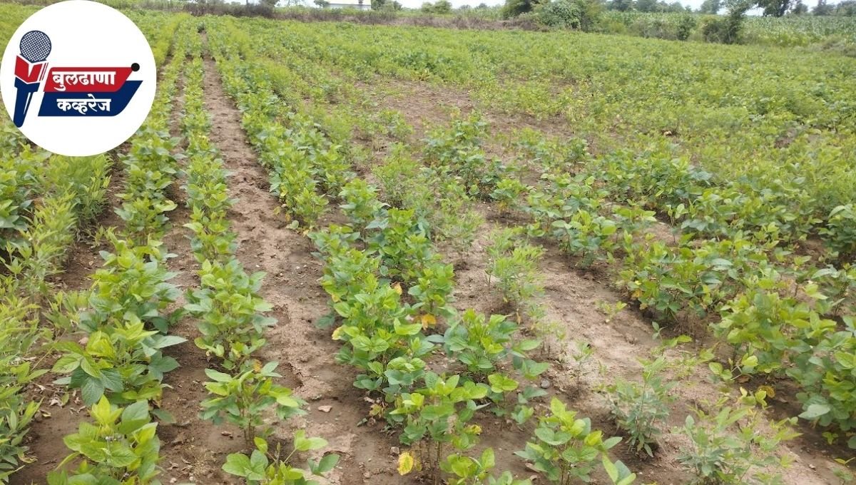 चिखली तालुक्यातील शेतकऱ्यांवर संकटांचा डोंगर: पावसाचा खंड, अतिवृष्टी आणि आता येलो मोजॅकचा प्रादुर्भाव